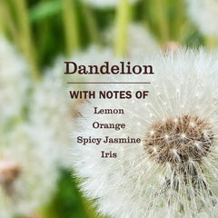 Dandelion Kitchen Basics Set