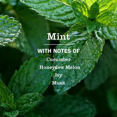 Mint Multi-Surface Everyday Cleaner
