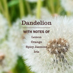 Dandelion Plug In Scented Oil Refill, 2-Pack